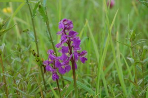 Green-winged orchid    